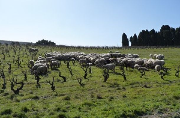 Brebis au pâturage